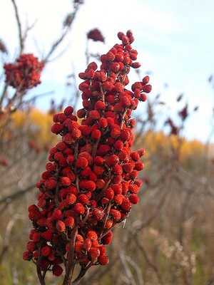 the red berries of sumac or buck brush