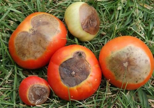 blossom end rot on tomatoes