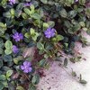 creeping periwinkle