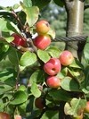 Dwarf Fruit Trees thumbnail