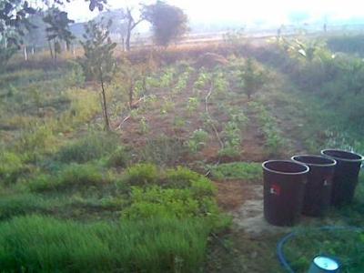 dawn kitchen garden