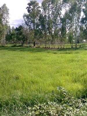 rice fields