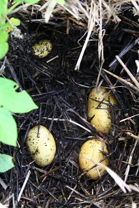 Growing potatoes in straw as a no-dig-method.