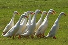 Indian Runner Ducks Thumbnail