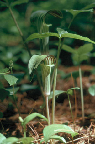 Jack in the Pulpit