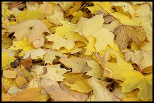 fall leaves reading for composting