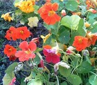 Nasturtiums thumbnail