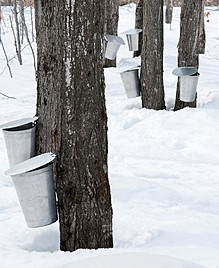 Buckets on the maple trees collecting the sap.