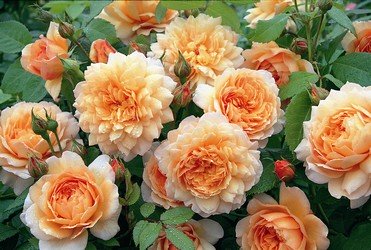 Grace, a lovely apricot rose bloom