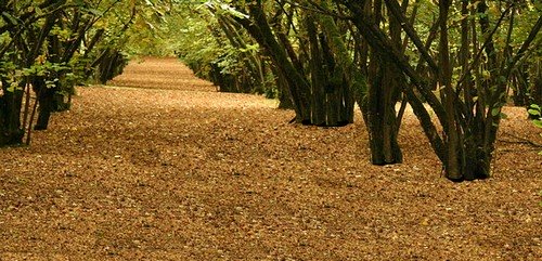 growing hazelnuts in an orchard