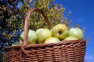 A wicker basket used to harvest apples from the orchard.