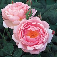 2 pink blooms from Scepter'd Isle