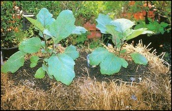 Straw Bale Gardening For Growing Vegetables In Small Spaces